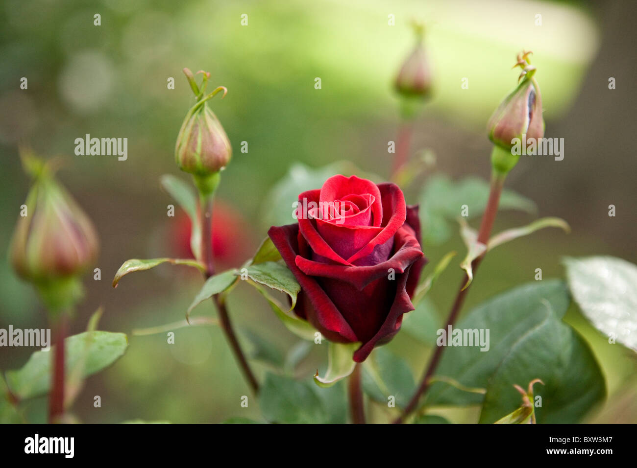 Una rosa rossa e gemme Foto Stock