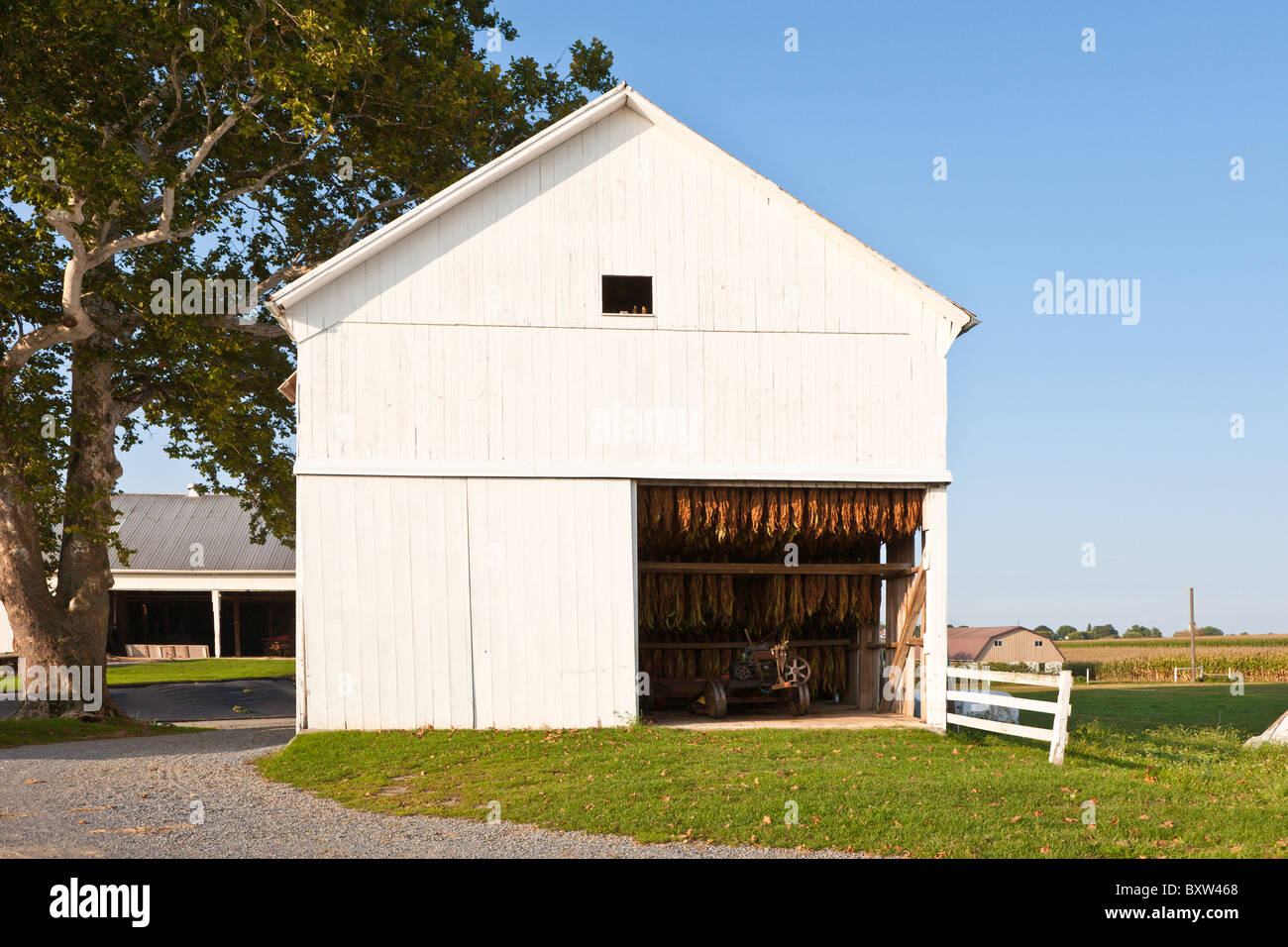 Coltura di tabacco si blocca a secco bianco all'interno di un fienile nella fattoria Amish in Lancaster County, Pennsylvania Foto Stock
