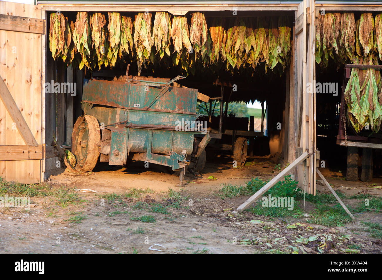 Coltura di tabacco si blocca a secco bianco all'interno di un fienile nella fattoria Amish in Lancaster County, Pennsylvania Foto Stock