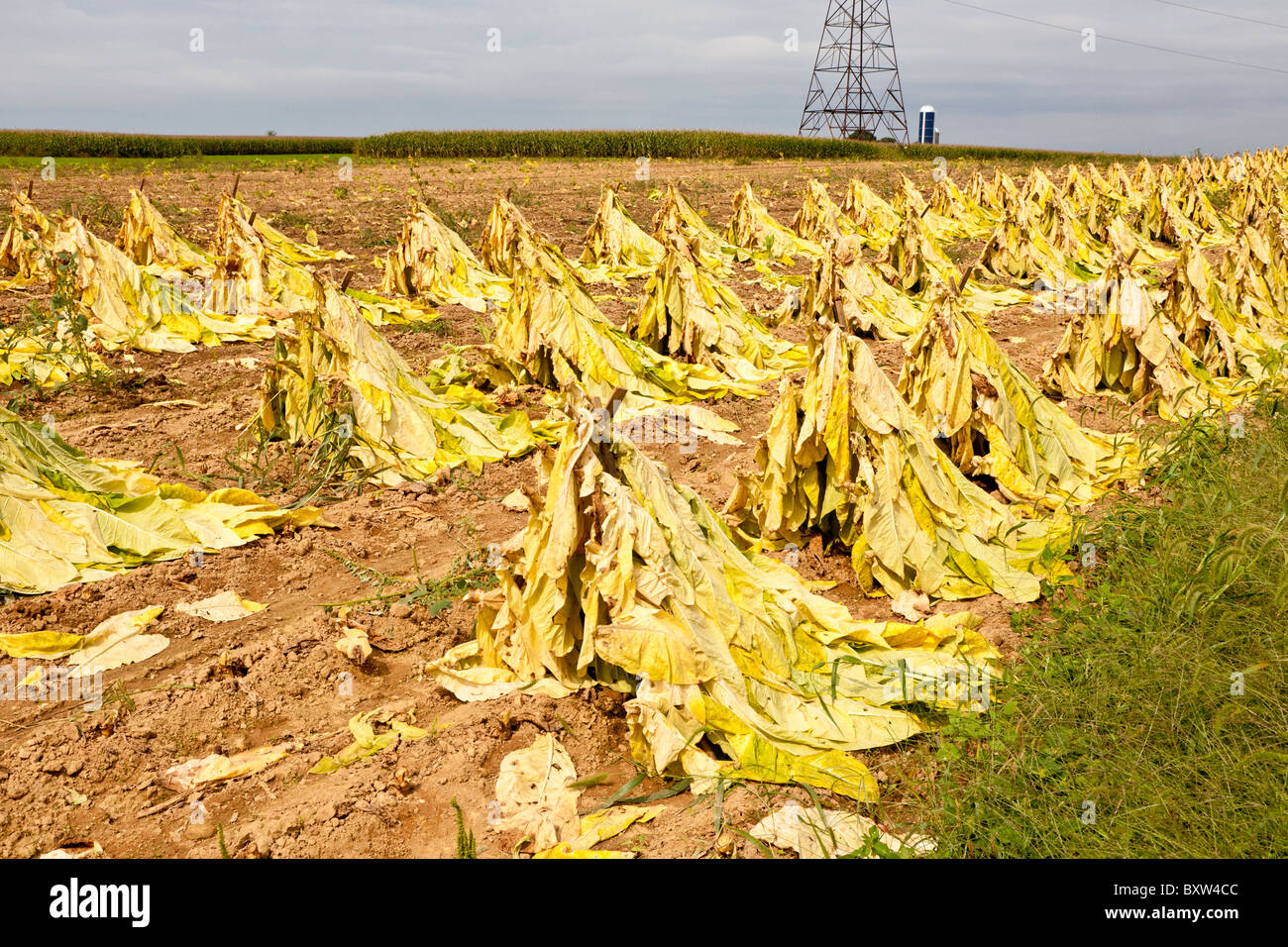 Il tabacco nei campi durante il raccolto in Lancaster County, Pennsylvania Foto Stock