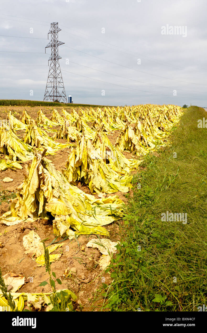 Il tabacco nei campi durante il raccolto in Lancaster County, Pennsylvania Foto Stock
