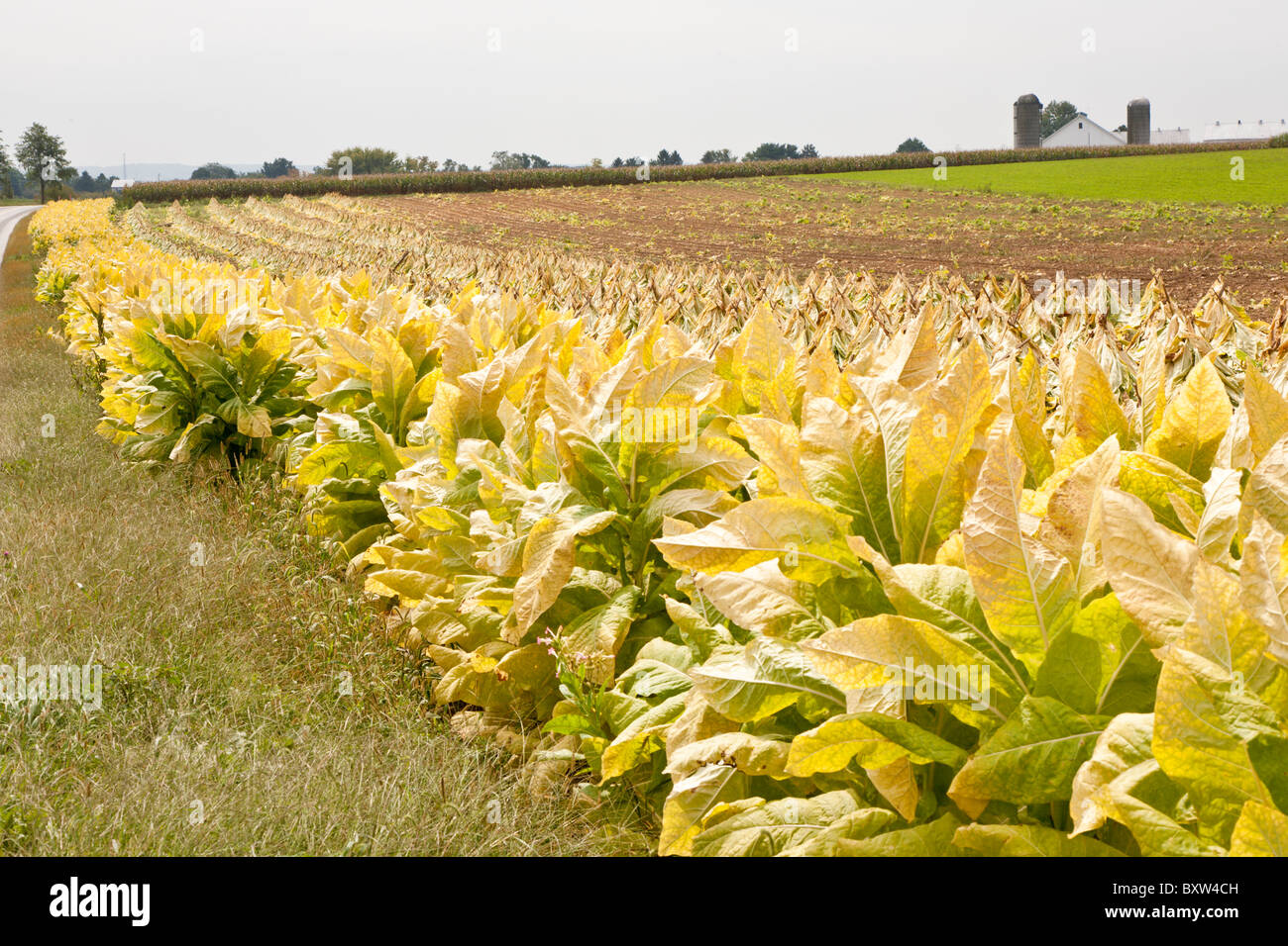 Il tabacco nei campi durante il raccolto in Lancaster County, Pennsylvania Foto Stock