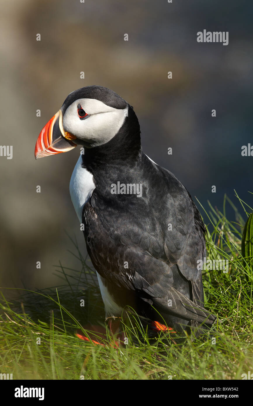 Puffin (Fratercula arctica), Staffa, off Isle of Mull, Scotland, Regno Unito Foto Stock