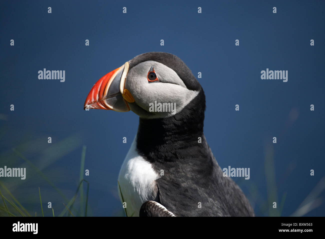 Puffin (Fratercula arctica), Staffa, off Isle of Mull, Scotland, Regno Unito Foto Stock