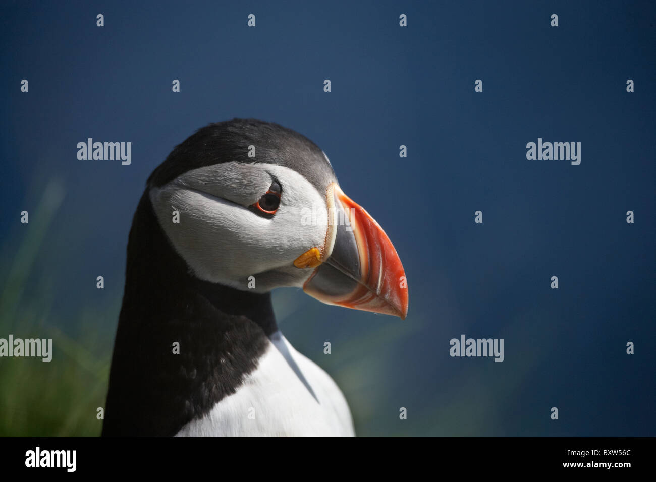 Puffin (Fratercula arctica), Staffa, off Isle of Mull, Scotland, Regno Unito Foto Stock