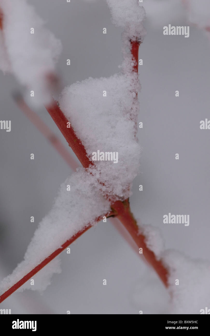 Cornus alba Foto Stock