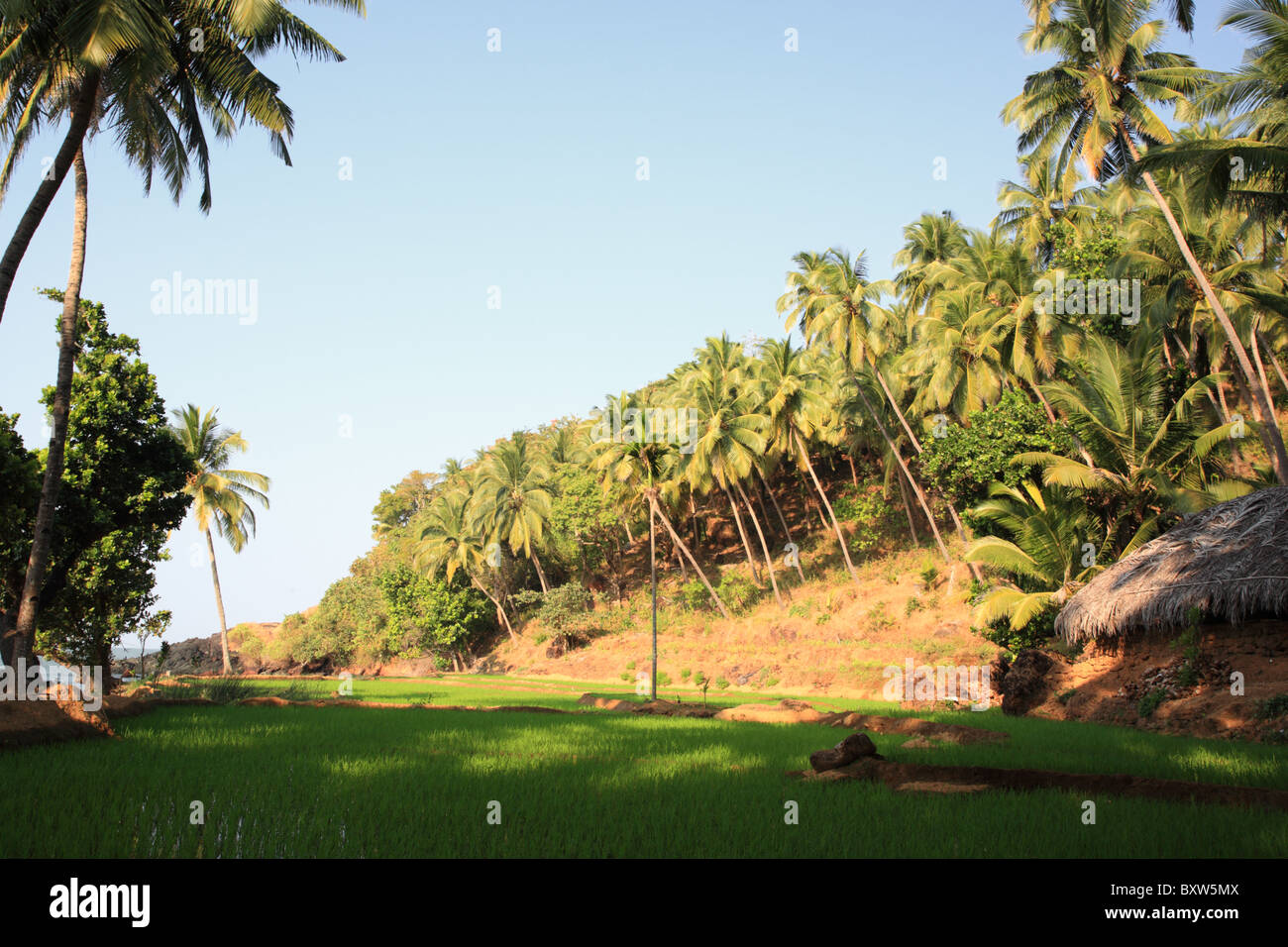 Paddy campo accanto alla spiaggia di Goa, India Foto Stock