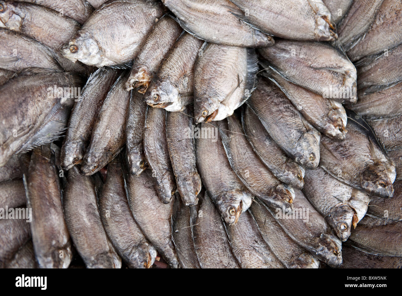 Mercato del Pesce, Vinh Long, Delta del Mekong, Vietnam Foto Stock