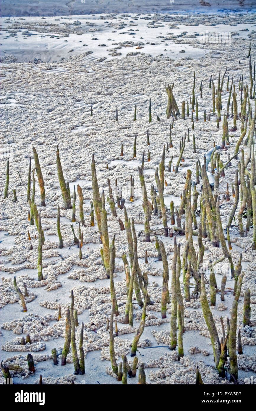 Australian paesaggio nativo di mangrovie pneumatofori penetrare la sabbia con piccole case di granchio fori e depositi di sabbia Foto Stock