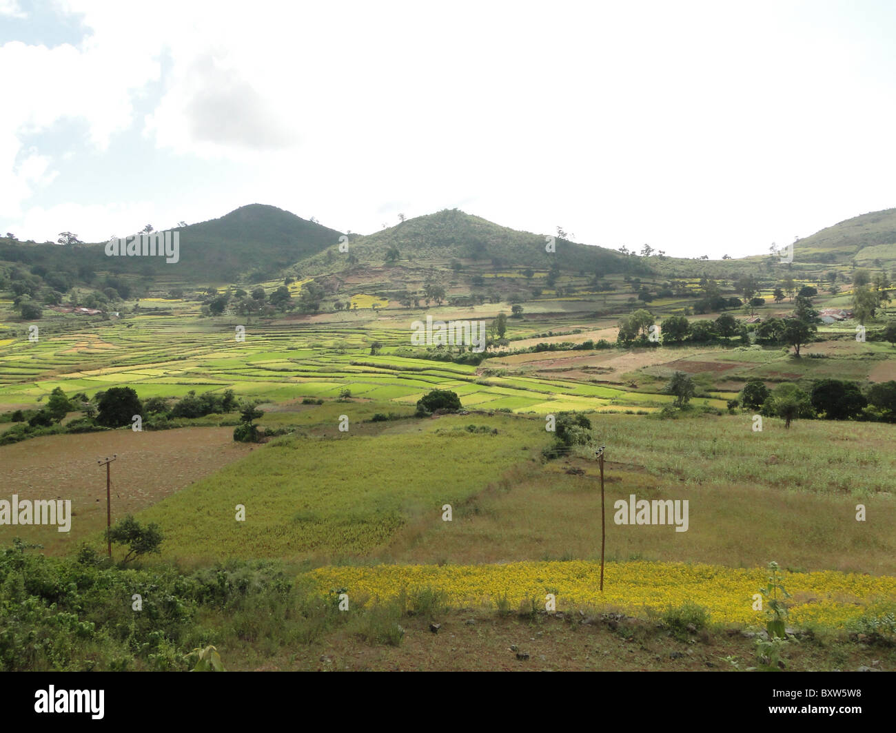 Risaie nella valle del Ghats Orientale, Orissa, India, Asia Foto Stock