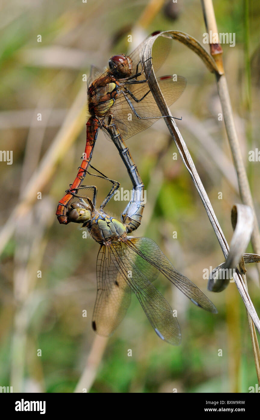 Common Darter Dragonfly (Sympetrum striolatum) coppia coniugata, Oxfordshire, Regno Unito Foto Stock