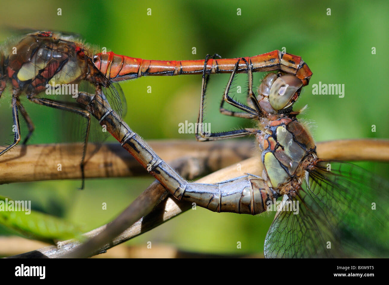 Common Darter Dragonfly (Sympetrum striolatum) coppia coniugata, Oxfordshire, Regno Unito. Foto Stock
