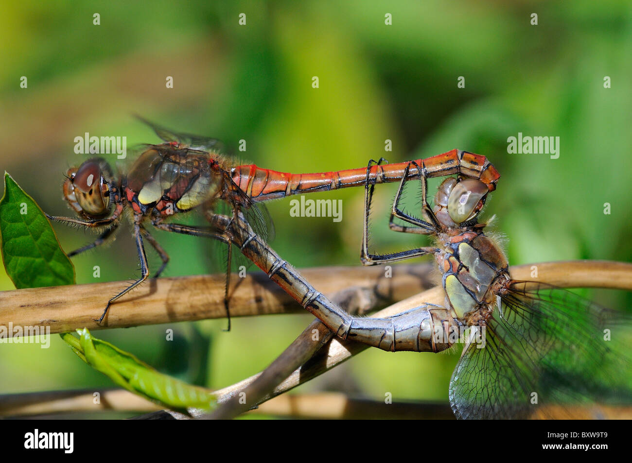 Common Darter Dragonfly (Sympetrum striolatum) coppia coniugata, Oxfordshire, Regno Unito. Foto Stock
