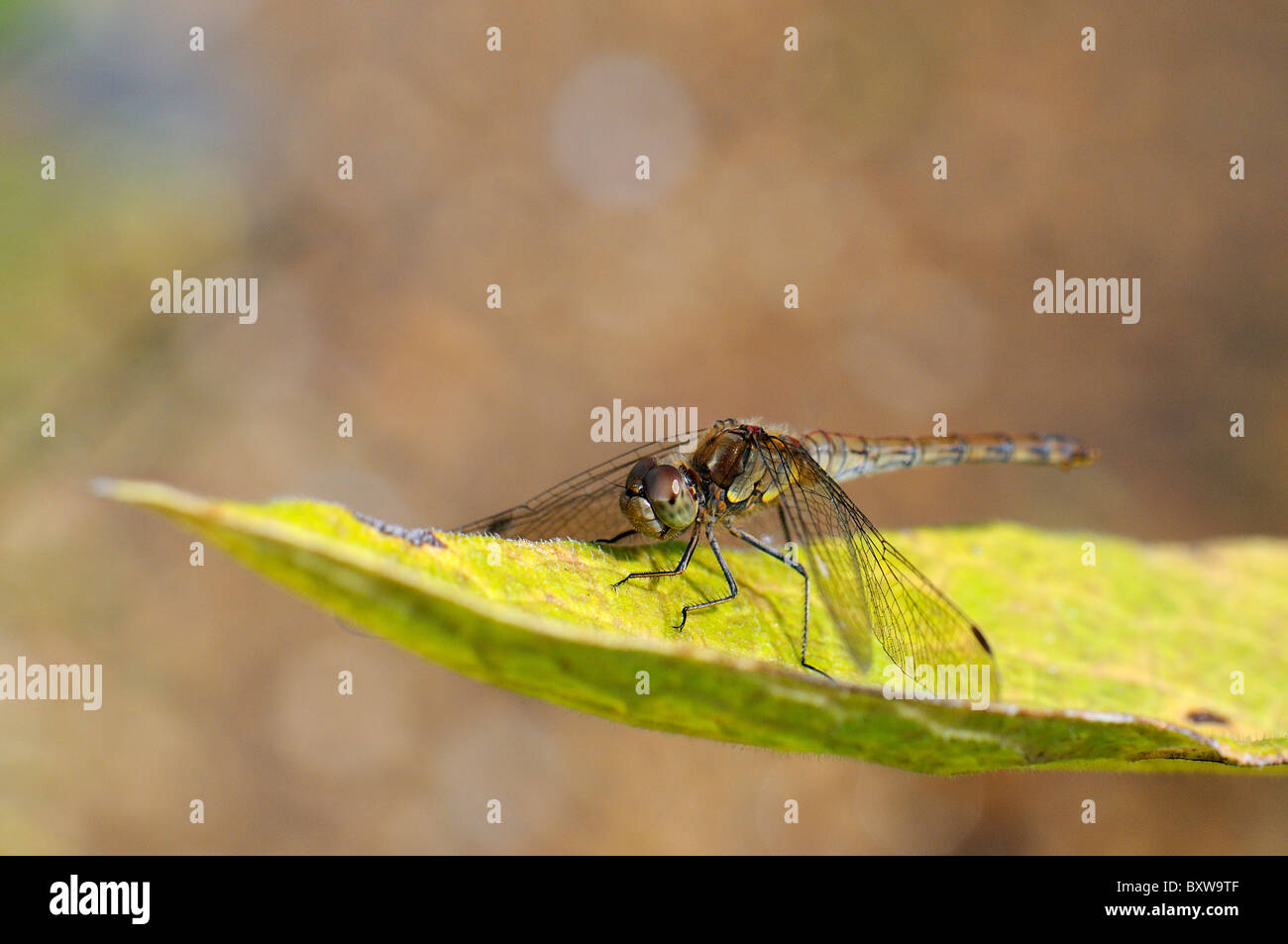 Common Darter Dragonfly (Sympetrum striolatum) femmina a riposo sulla foglia, Oxfordshire, Regno Unito. Foto Stock