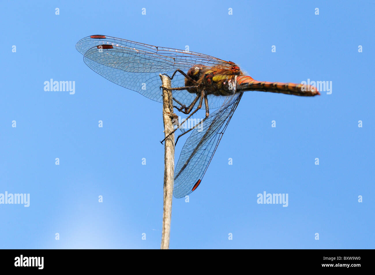 Common Darter Dragonfly (Sympetrum striolatum) maschio a riposo sul gambo, Oxfordshire, Regno Unito. Foto Stock