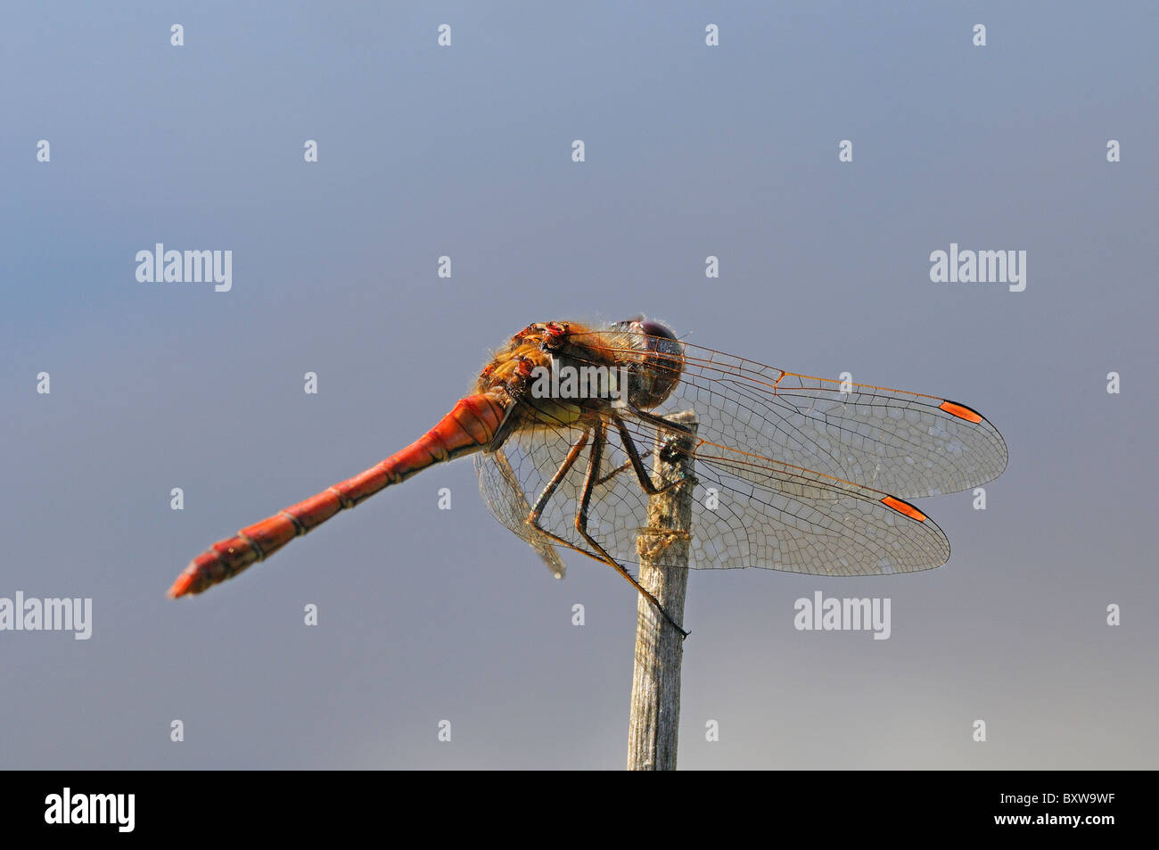 Common Darter Dragonfly (Sympetrum striolatum) maschio in appoggio sul ramoscello, Oxfordshire, Regno Unito. Foto Stock