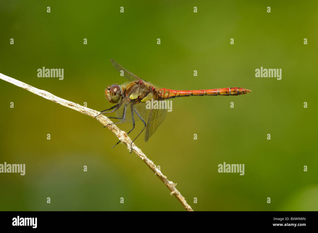 Common Darter Dragonfly (Sympetrum striolatum) maschio arroccato su ramoscello, Oxfordshire, Regno Unito. Foto Stock