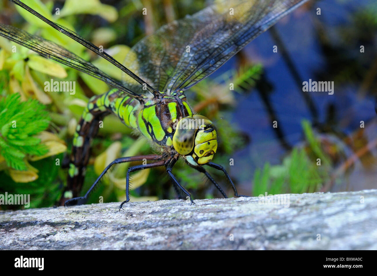 Southern Hawker Dragonfly (Ashna cyanea) femmina deposizione delle uova in legno morto, Oxfordshire, Regno Unito, Foto Stock