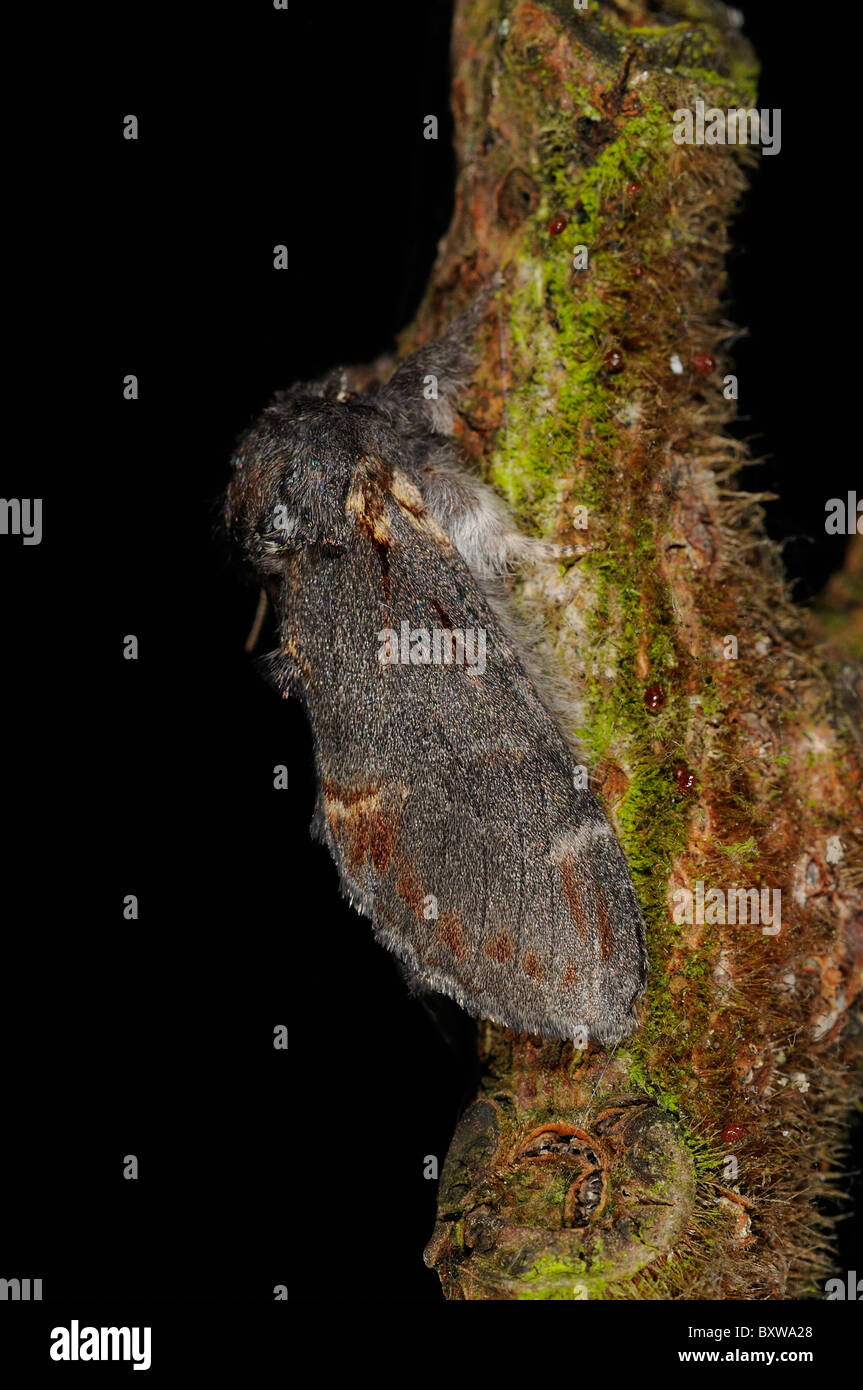 Ferro da stiro (prominente Notodonta dromedarius) adulto a riposo sul ramoscello, Oxfordshire, Regno Unito Foto Stock