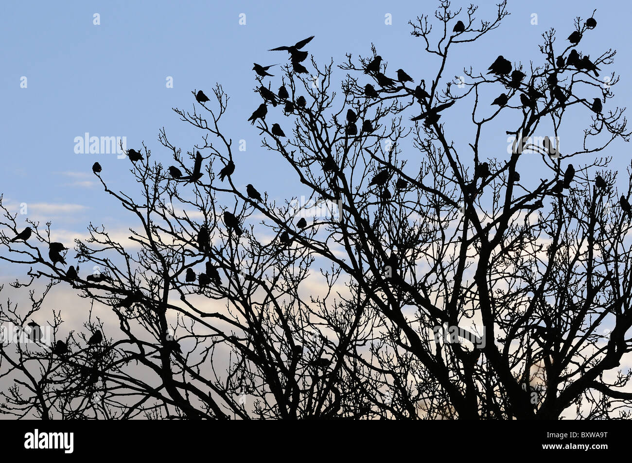 Taccola (Corvus monedula)gruppo sono ' appollaiati nella struttura ad albero al tramonto, Gloucestershire, UK. Foto Stock