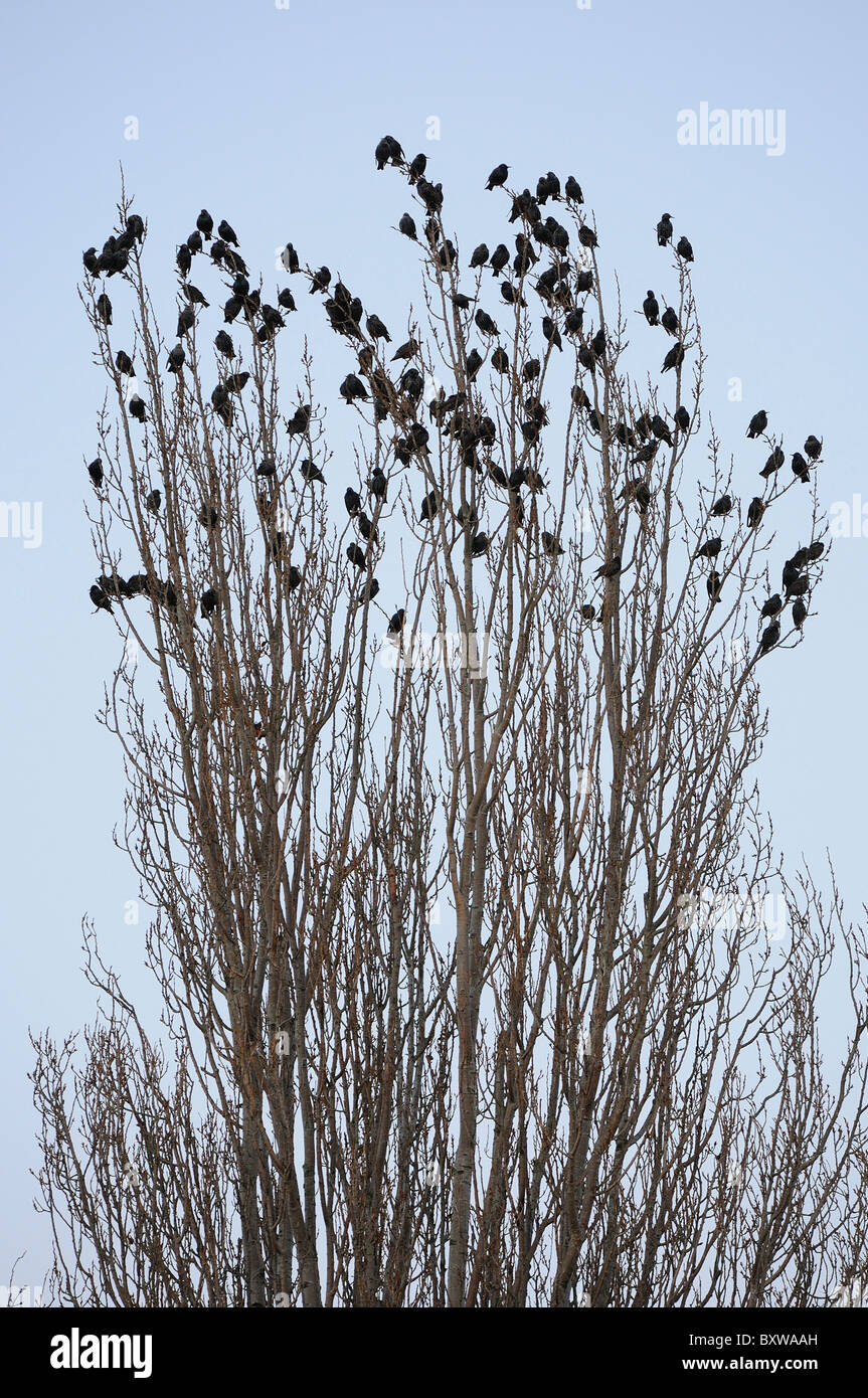 Starling (Sturnus vulgaris) piccolo gregge sono ' appollaiati sulla parte superiore della struttura ad albero, Gloucestershire, UK. Foto Stock