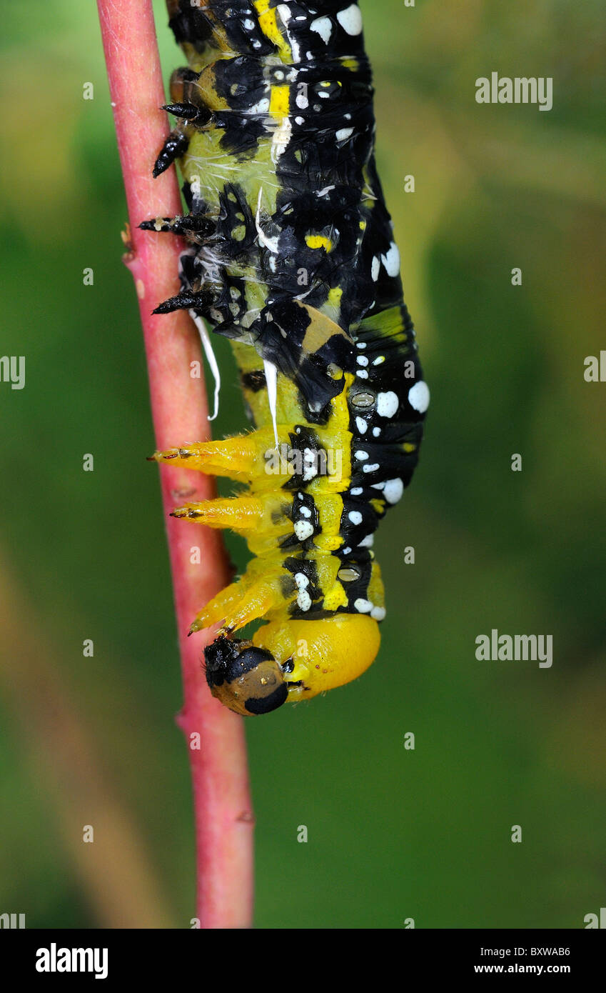 Hawkmoth euforbia (Hyles euphorbiae) larva versando la sua pelle. Foto Stock