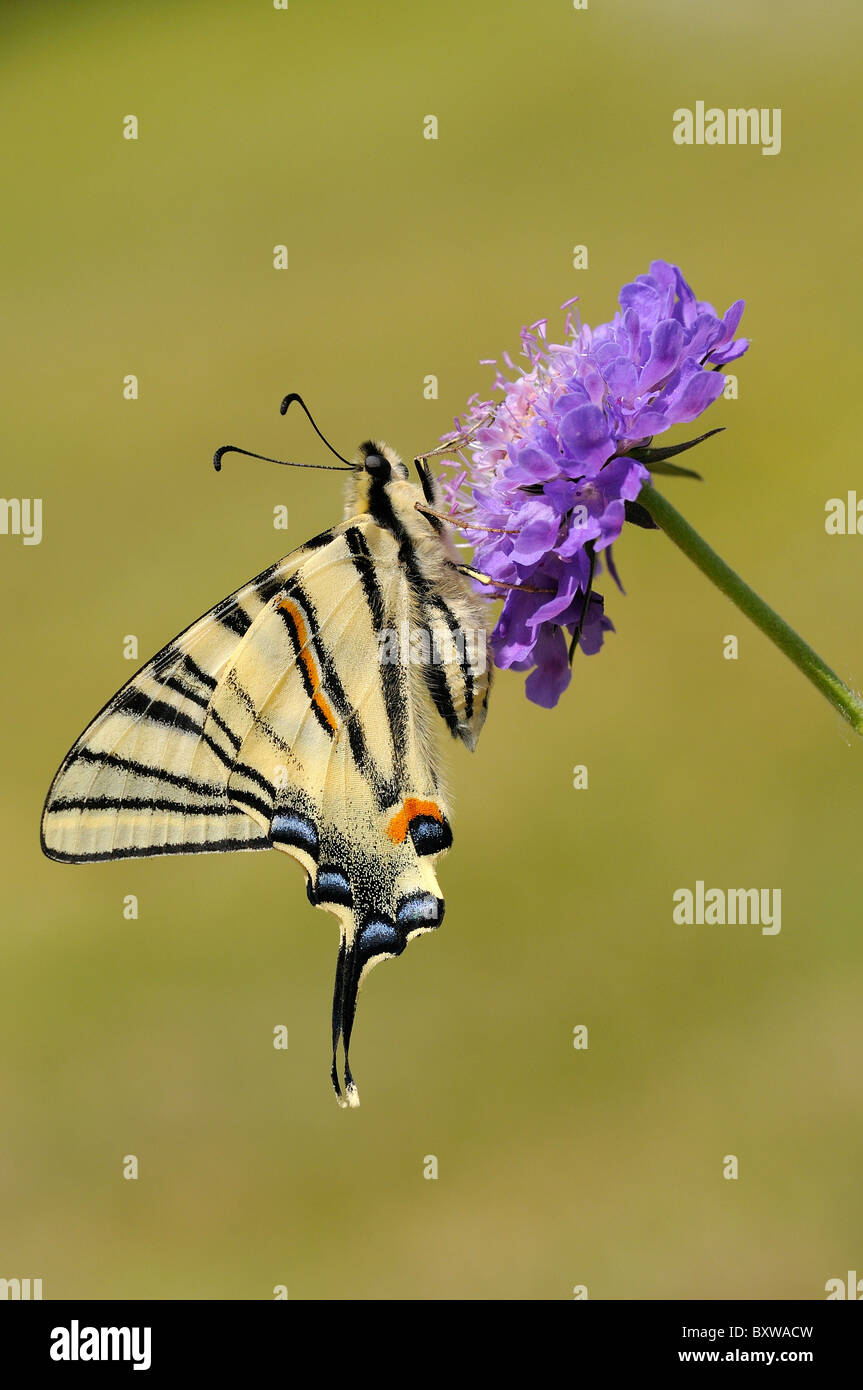 La scarsa coda forcuta Butterflyn (Iphiclides podalirius) appoggiata sul fiore scabious Foto Stock