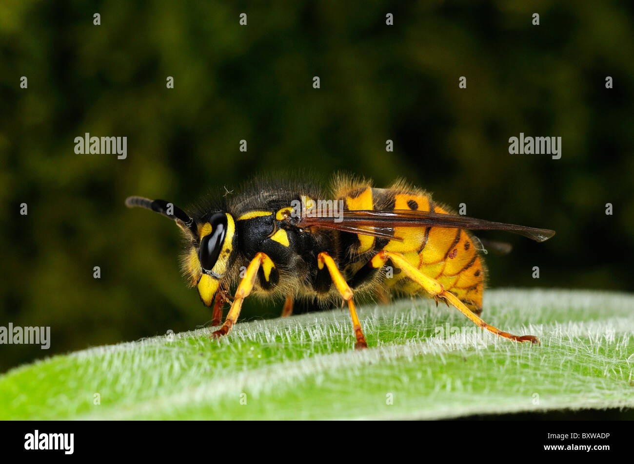 Wasp comune (Vespula vulgaris) in appoggio sulla lamina, Oxfordshire, Regno Unito. Foto Stock