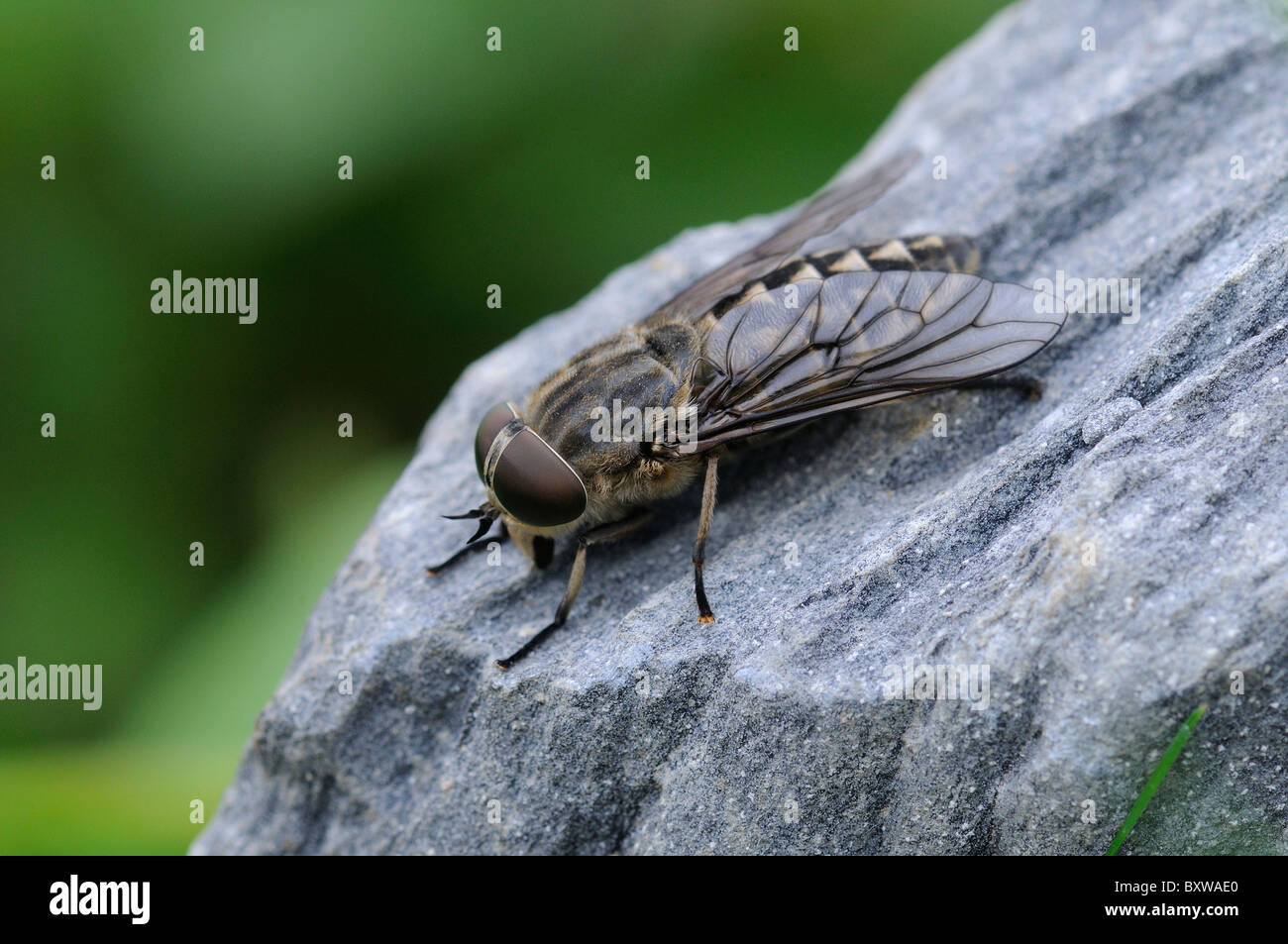Horse Fly (Tabanus bovinus) appoggiato sulla roccia, Oxfordshire, Regno Unito. Foto Stock