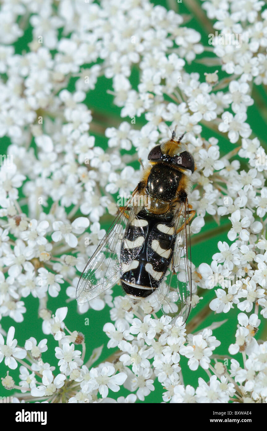 Passare il puntatore del mouse-fly (Scaeva pyrastri) a riposo sul fiore, Oxfordshire, Regno Unito. Foto Stock