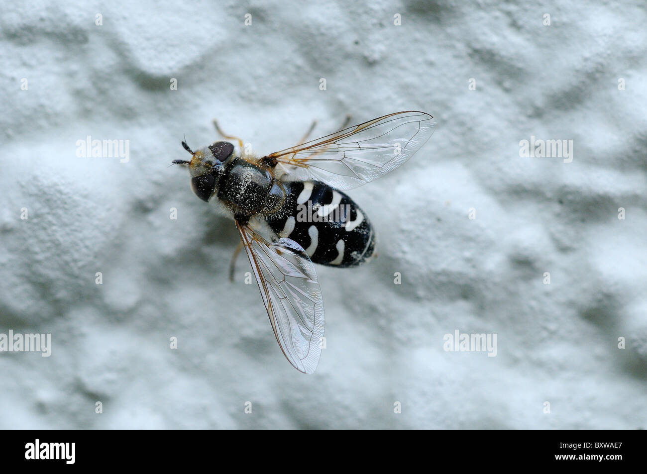 Passare il puntatore del mouse-fly (Scaeva pyrastri) in appoggio sulla parete, Oxfordshire, Regno Unito. Foto Stock