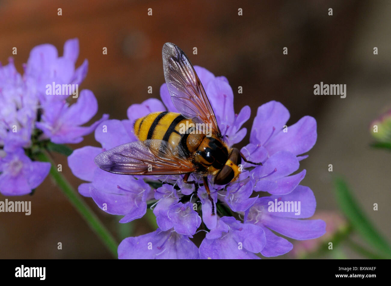 Passare il puntatore del mouse-fly (Volucella specie) appoggiata sul fiore scabious, alimentando il nettare, Oxfordshire, Regno Unito. Foto Stock