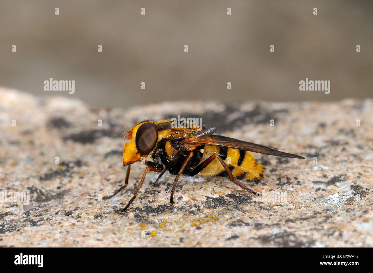 Passare il puntatore del mouse-fly (Volucella specie) in appoggio sulla parete, Oxfordshire, Regno Unito. Foto Stock