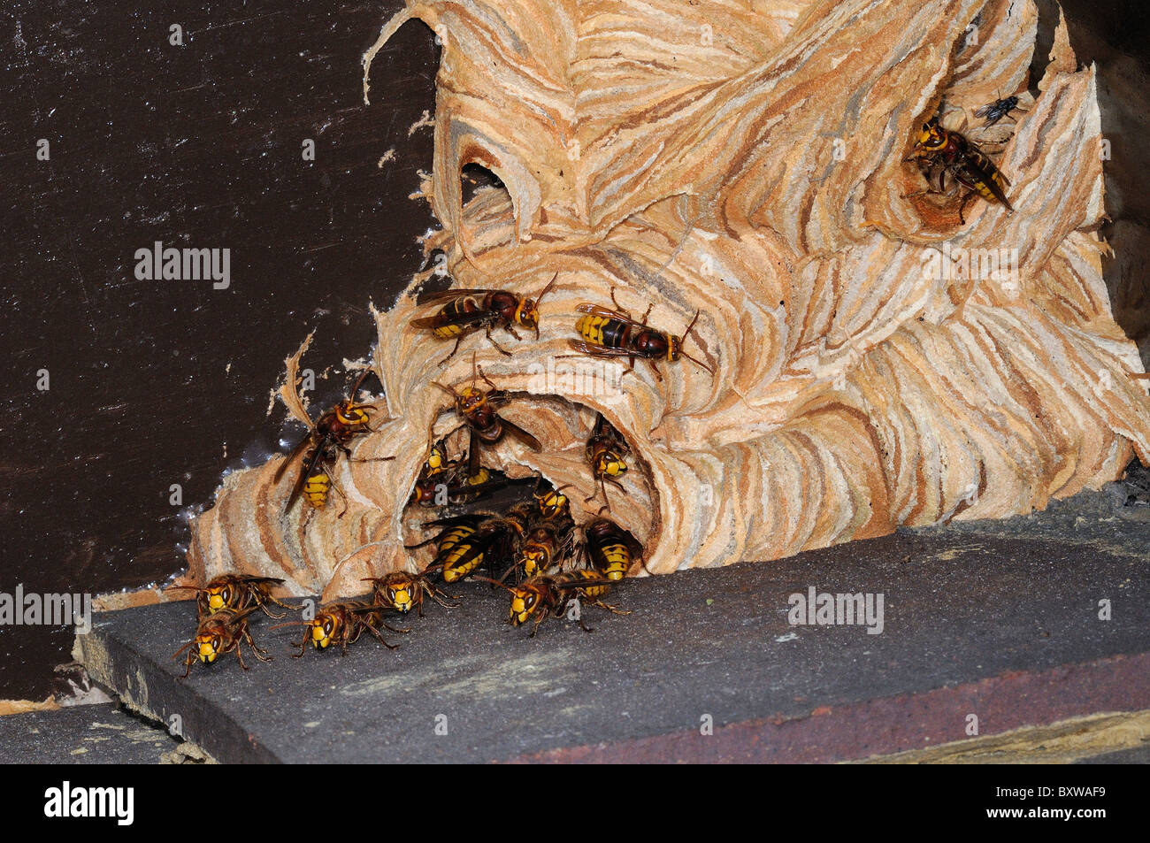 Hornet (Vespa crabro) gruppo in entrata al nido sotto casa vigilie, Oxfordshire, Regno Unito. Foto Stock
