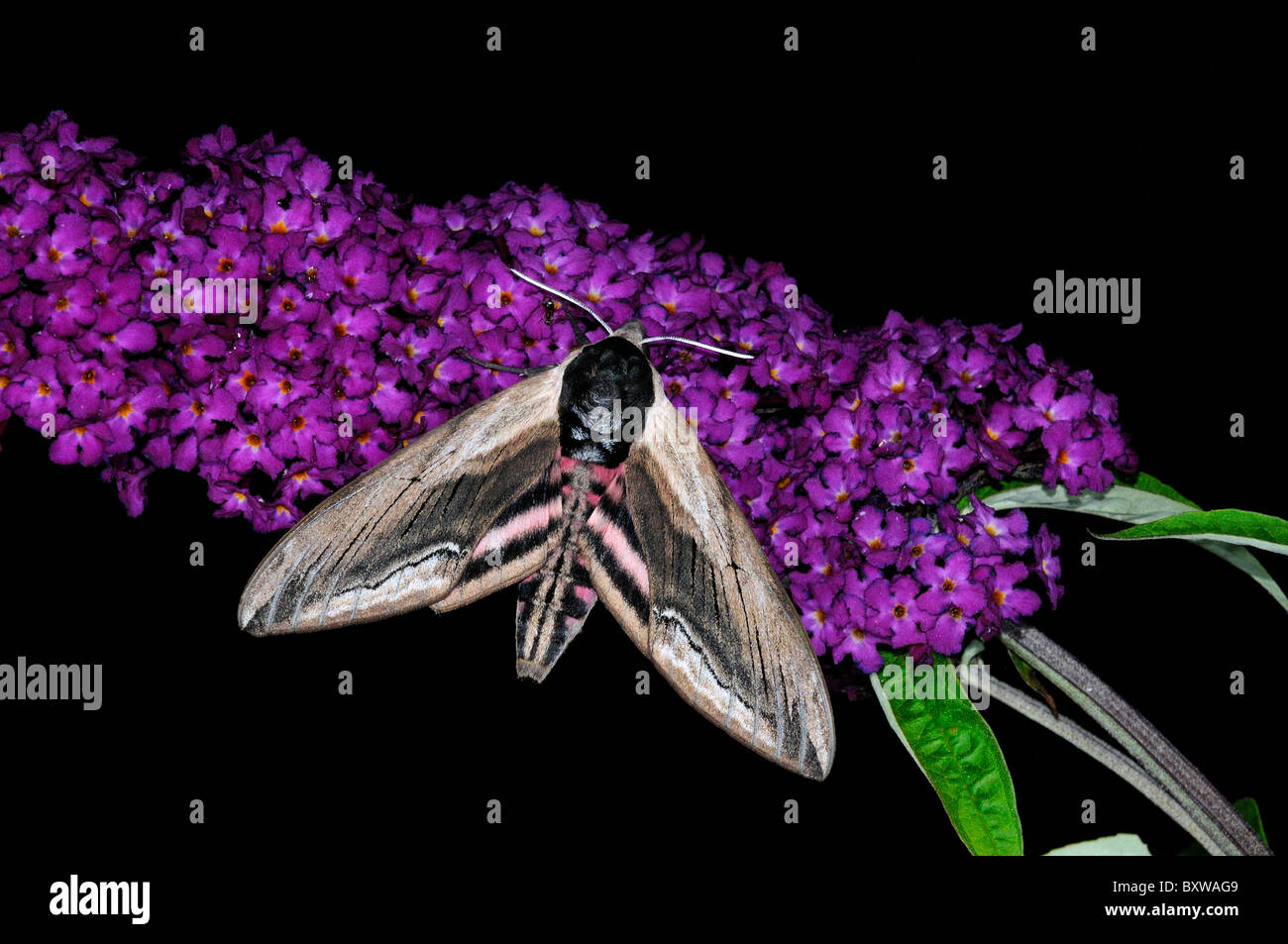 Priver Hawkmoth (Sphinx ligustri) falena adulta in appoggio sul fiore Buddleia, Oxfordshire, Regno Unito. Foto Stock