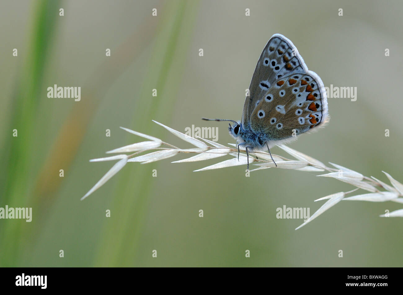 Comune di Blue Butterfly (Polyommatus ivarus) appoggiato sul gambo di erba, Oxfordshire, Regno Unito. Foto Stock