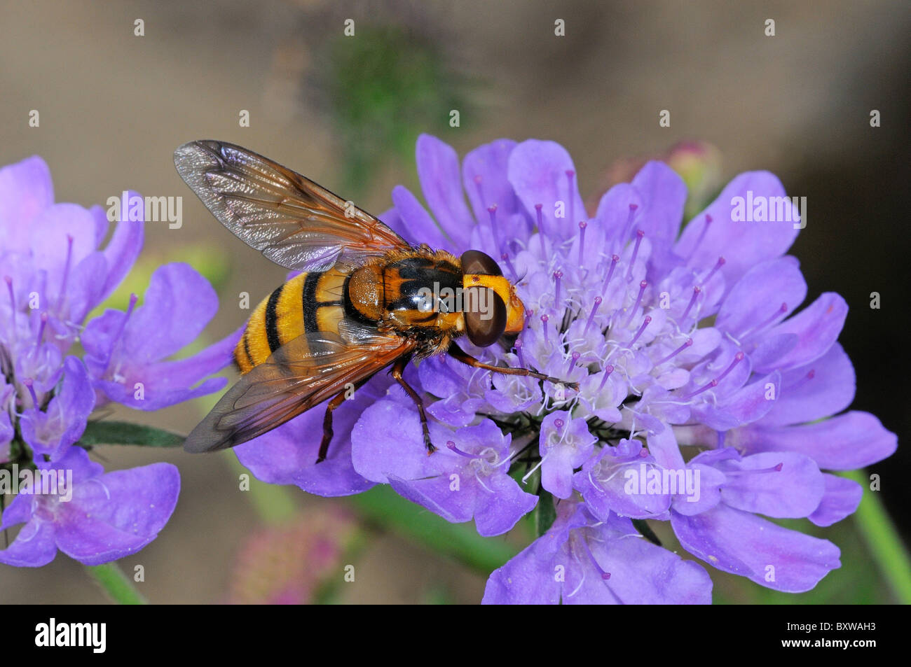 Passare il puntatore del mouse-fly (specie Volucella) alimentazione opn scabious fiore, Oxfordshire Foto Stock