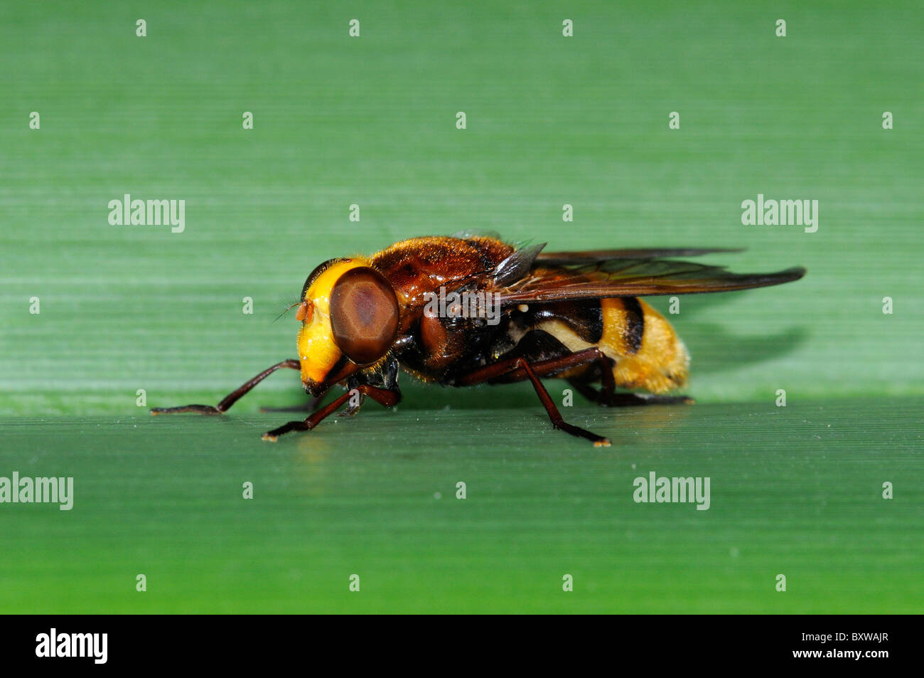 Passare il puntatore del mouse-fly (Volucella specie) in appoggio sulla lamina, Oxfordshire, Regno Unito. Foto Stock