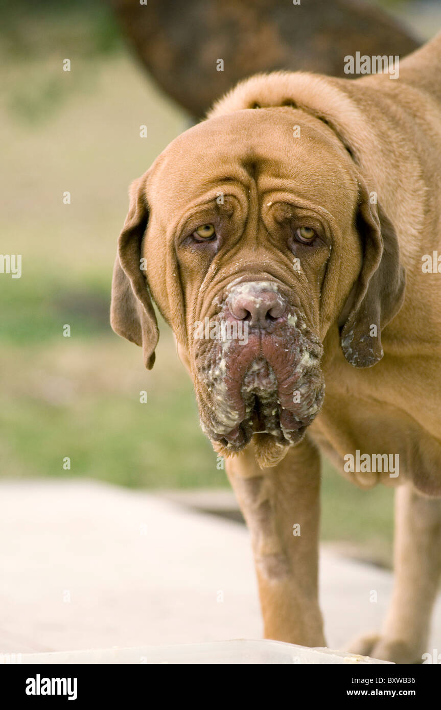 Dogue de Bordeaux bava di brutto slobbery eccessivo hound dog cani turner e hooch confuso eater divertente Foto Stock