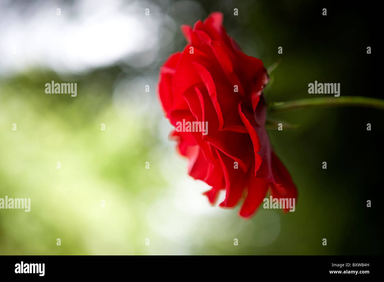 Una rosa rossa Foto Stock