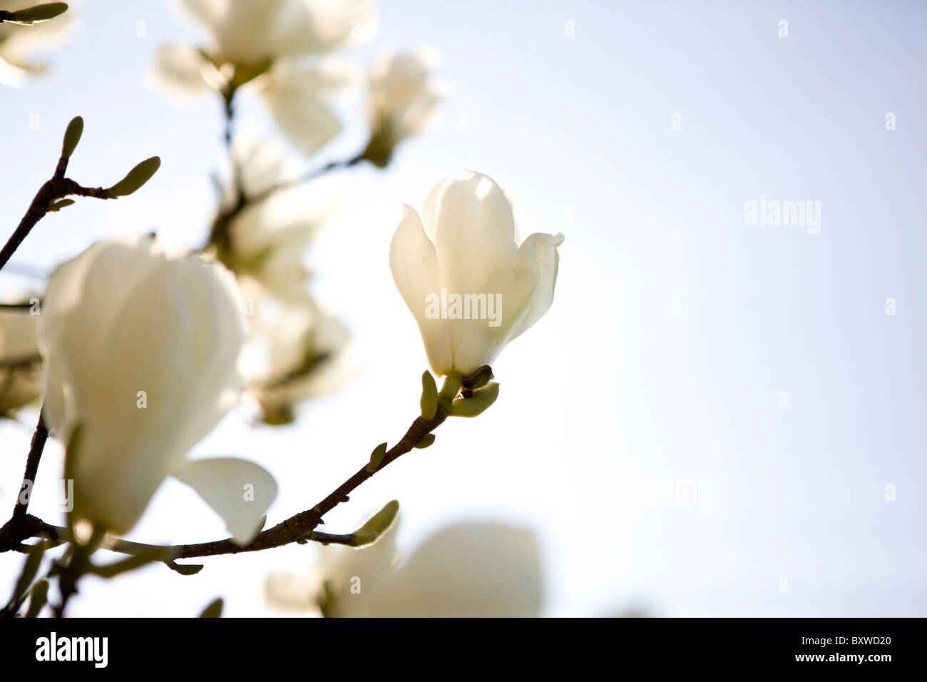 Bianco fiori di magnolia Foto Stock