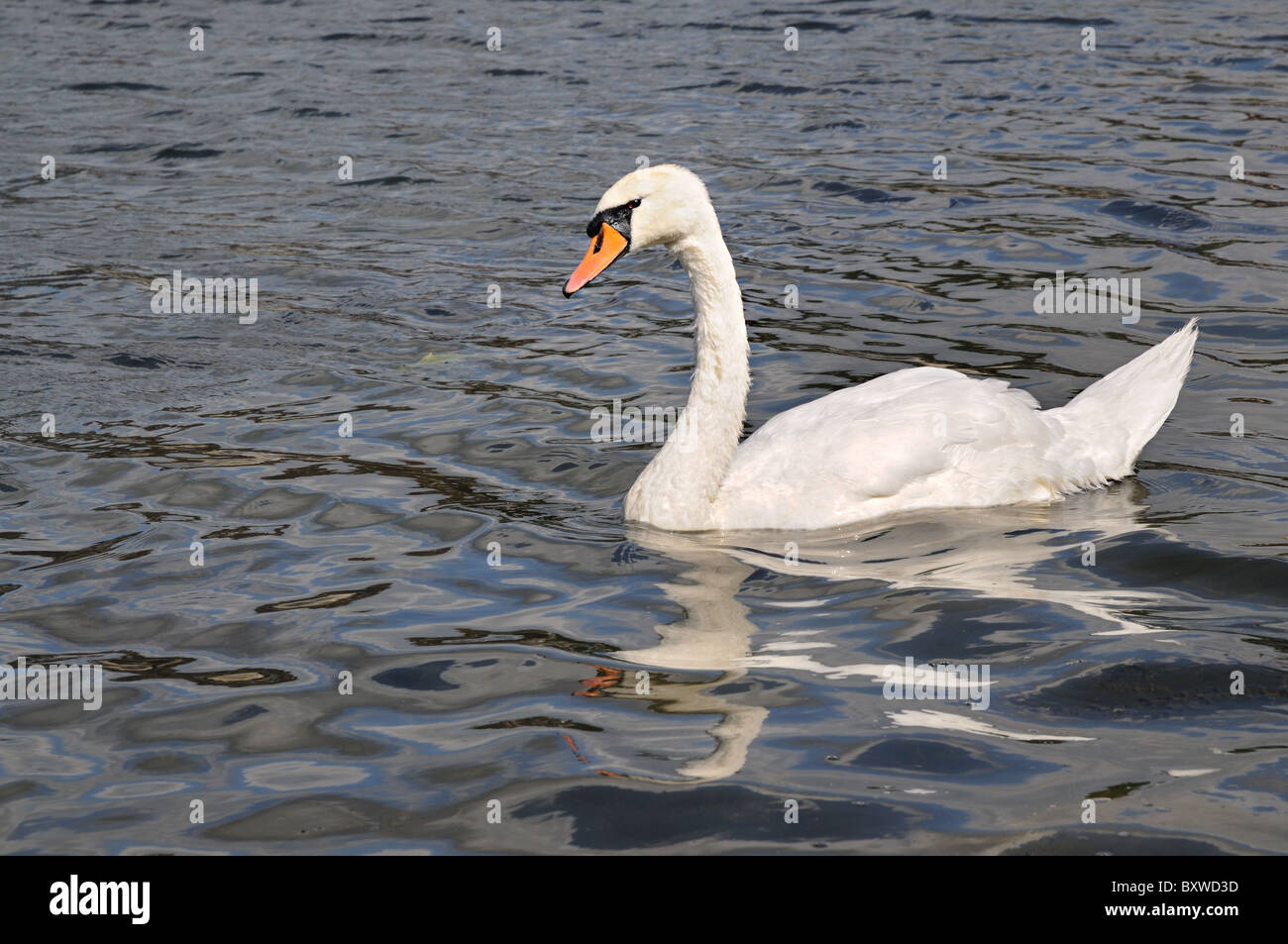 Il White Swan sul fiume Yonne a Joigny Francia su estati soleggiate giorno Foto Stock