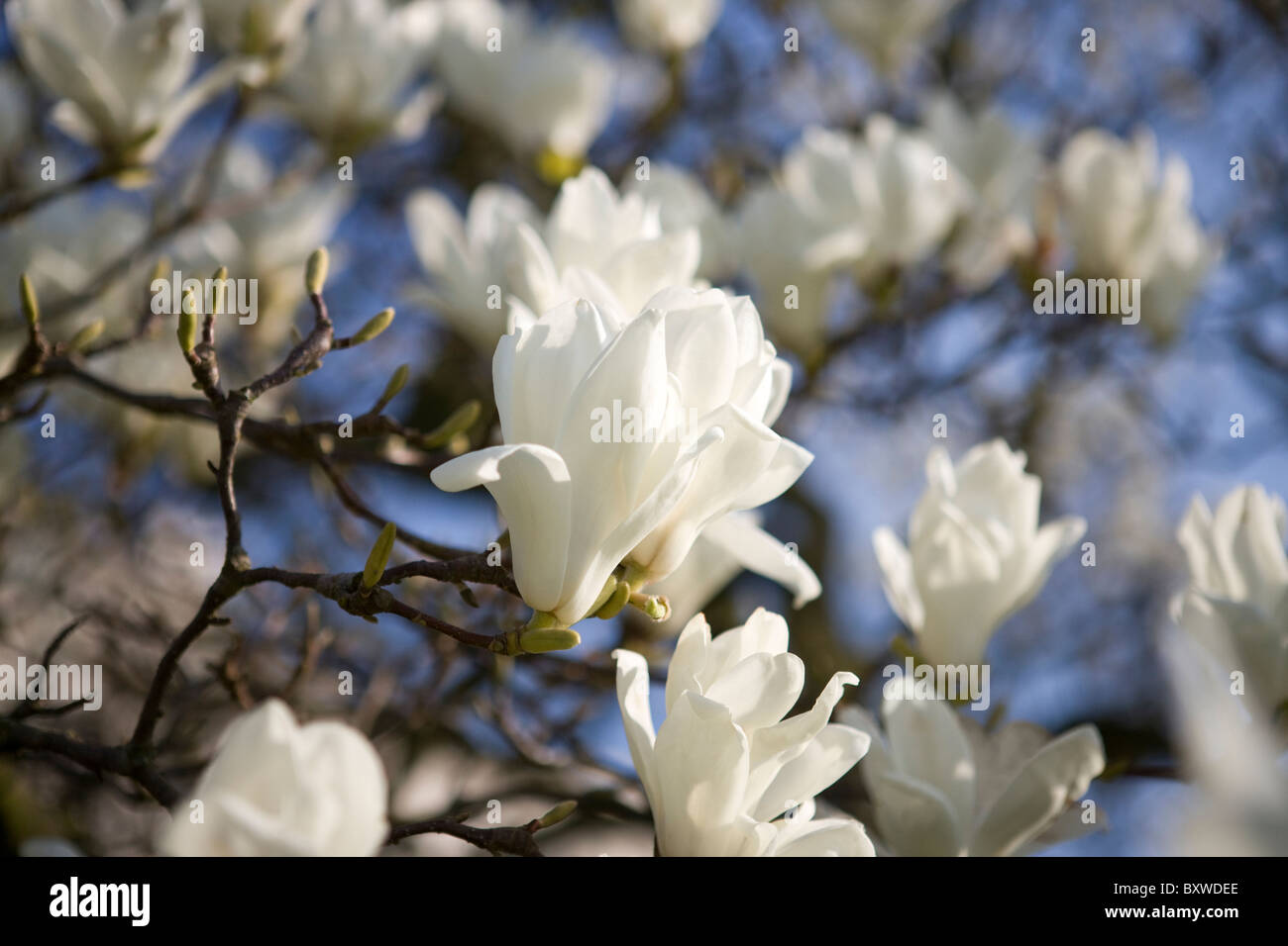 Bianco fiori di magnolia Foto Stock