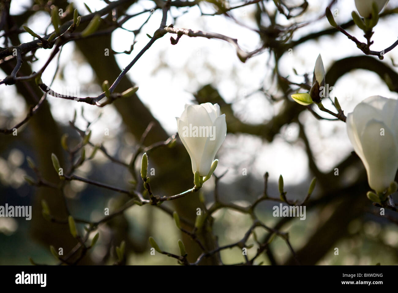 Bianco fiori di magnolia Foto Stock