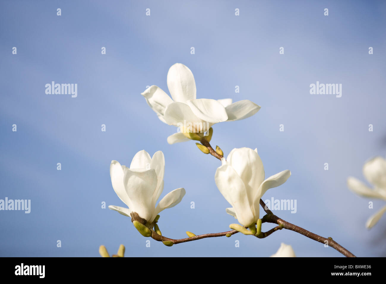 Bianco fiori di magnolia contro un cielo blu Foto Stock