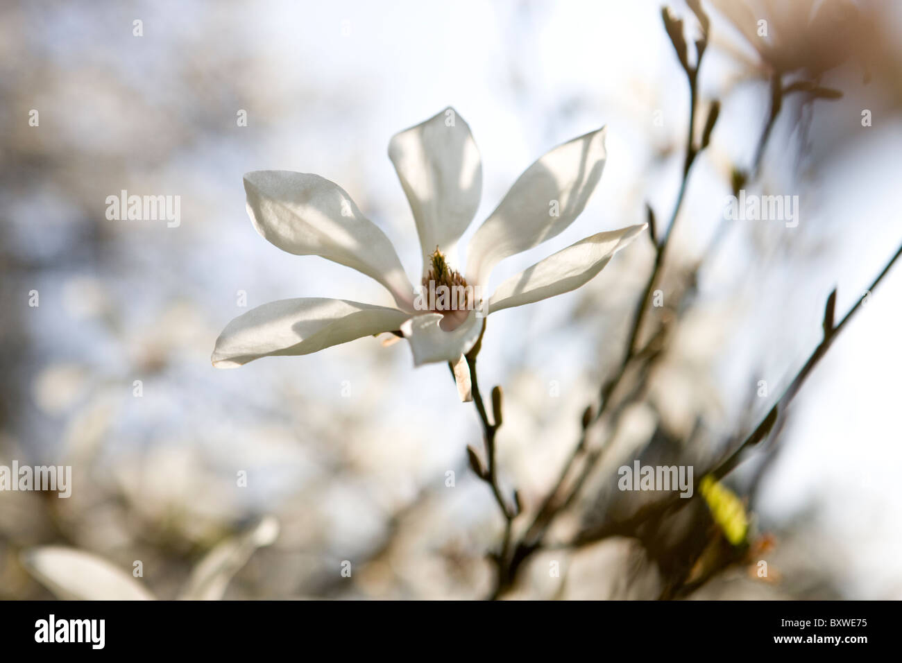 Un bianco fiore di magnolia Foto Stock
