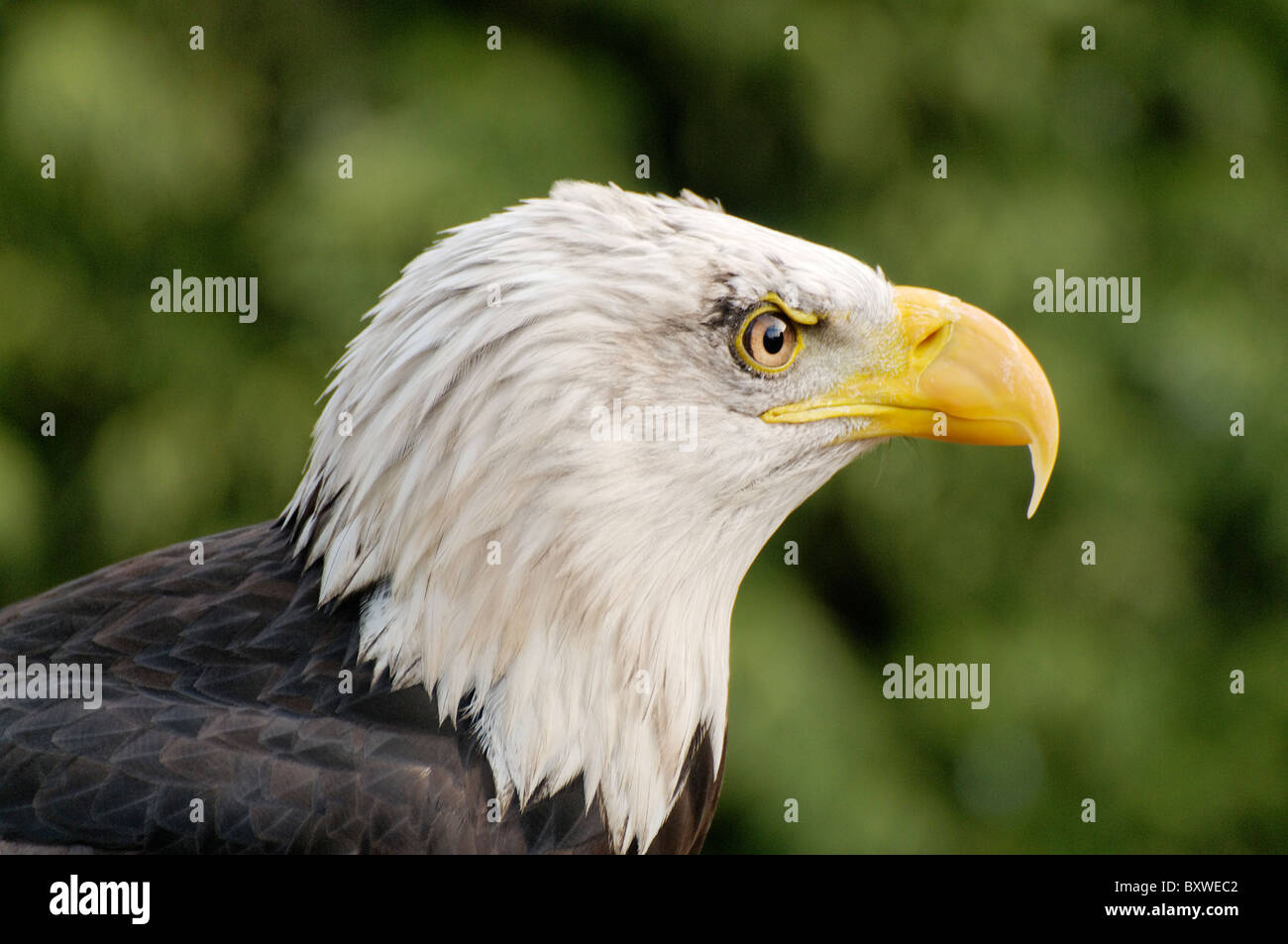 Un Americano aquila calva all'Hawk Conservancy Trust, Andover Foto Stock