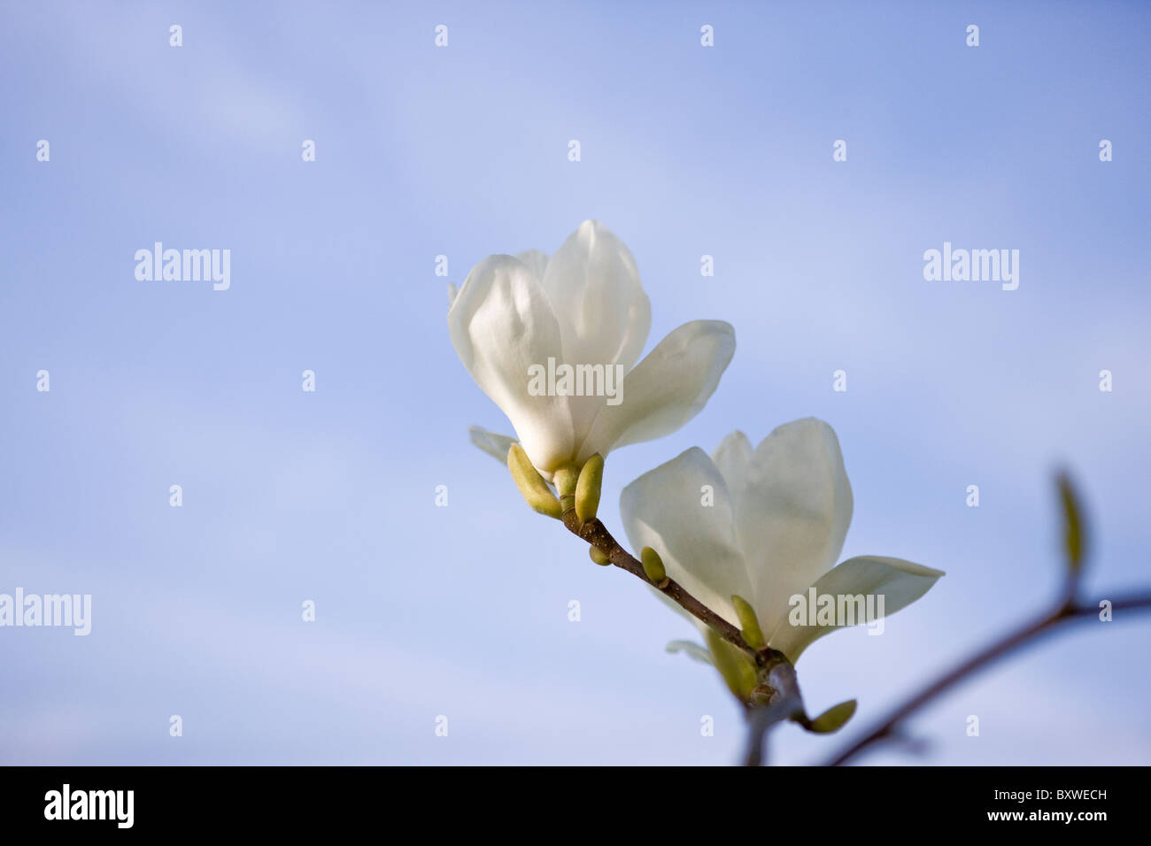 Due bianco fiori di magnolia contro un cielo blu Foto Stock