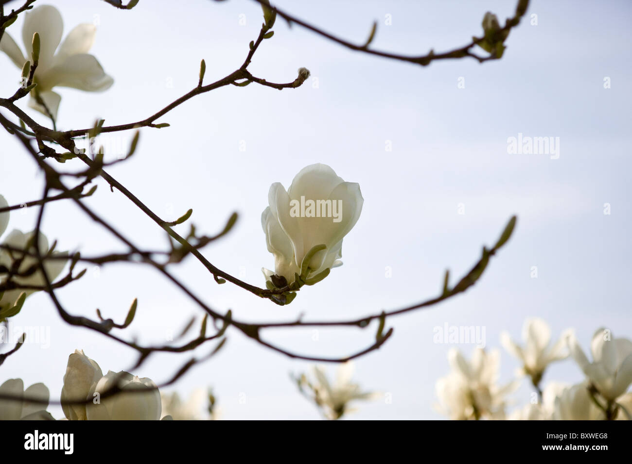 Bianco fiori di magnolia Foto Stock