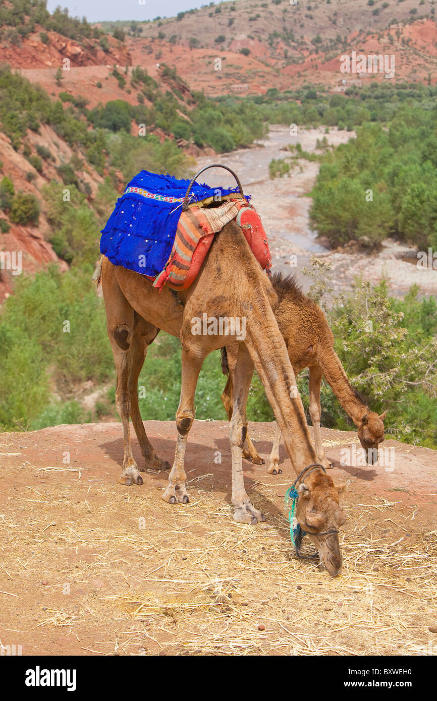 Cammelli in corrispondenza di un punto di vista stradale nell'Ourika Valley, Marocco, Africa del Nord. Foto Stock